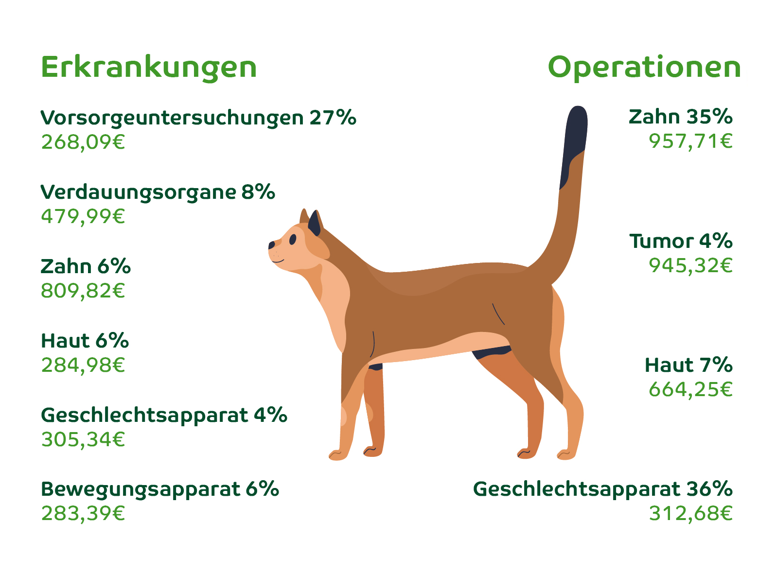 Katzengesundheit im Fokus: Die häufigsten Erkrankungen und Operationen